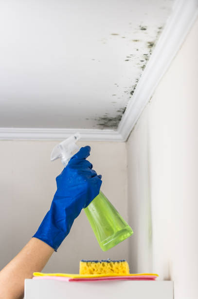 Professional Mold Removal in Rutgers University Livingston Campus, NJ